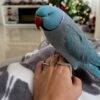 Buy Alexa Our Blue Indian Ringneck Parrot | Available