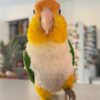 Buy Alonzo Our White-Bellied Caique Parrot | Available