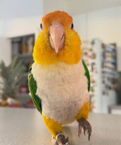 Buy Alonzo Our White-Bellied Caique Parrot | Available