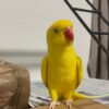 Buy Annie Our Yellow Indian Ringneck Parrot | Available