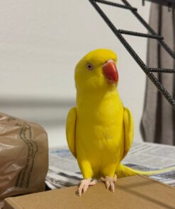 Buy Annie Our Yellow Indian Ringneck Parrot | Available
