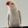 Buy Angel Our White Indian Ringneck Parrot | Available
