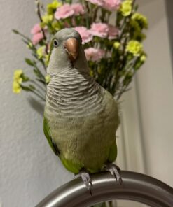 Alternative view of Arizona