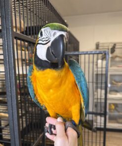 Alternative view of Atlas