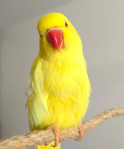 Alternative view of Blake