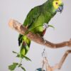 Buy Brian Our Amazon Green & Yellow Mouth Parrot | Available