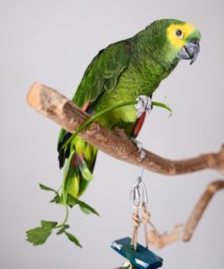 Buy Brian Our Amazon Green & Yellow Mouth Parrot | Available