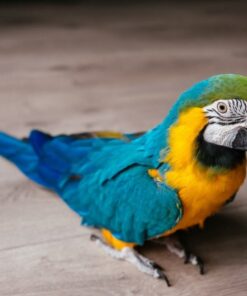 Alternative view of Carolina