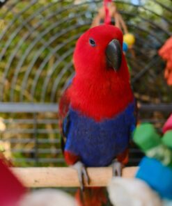 Buy Cassia Our Red & Blue Eclectus Parrot | Available