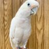 Buy Chico Our White Cockatoo Parrot | Available Today
