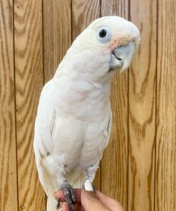 Buy Chico Our White Cockatoo Parrot | Available Today