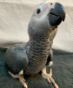 Alternative view of Clint