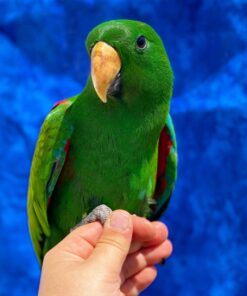 Alternative view of Coco