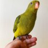 Buy Regent Parakeet Cody | Rare Parakeet for Sale