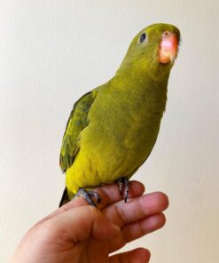 Buy Regent Parakeet Cody | Rare Parakeet for Sale