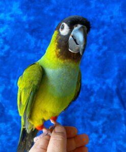 Alternative view of Cookie