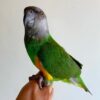 Buy Dexter the Senegal Parrot | Hand-Raised Pet Bird