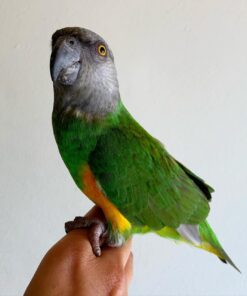 Buy Dexter the Senegal Parrot | Hand-Raised Pet Bird