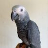Buy Diego the African Grey | Talking Parrot for Sale
