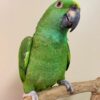 Buy Finn the Yellow-Naped Amazon | Hand-Raised Parrot