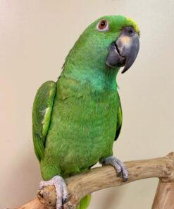 Buy Finn the Yellow-Naped Amazon | Hand-Raised Parrot