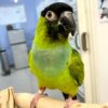 Buy Gracie the Nanday Conure | Friendly Pet Parrot