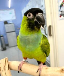 Buy Gracie the Nanday Conure | Friendly Pet Parrot