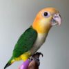 Buy Gus the White-Bellied Caique | Hand-Raised Parrot