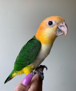 Buy Gus the White-Bellied Caique | Hand-Raised Parrot