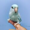 Buy Harley the Blue Parrotlet | Tiny Companion Bird