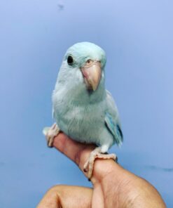 Buy Harley the Blue Parrotlet | Tiny Companion Bird