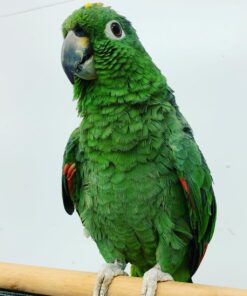 Alternative view of Harry