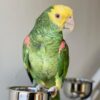 Buy Jedi Our Amazon Parrot | Vibrant & Intelligent Companion