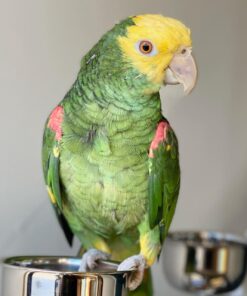 Buy Jedi Our Amazon Parrot | Vibrant & Intelligent Companion