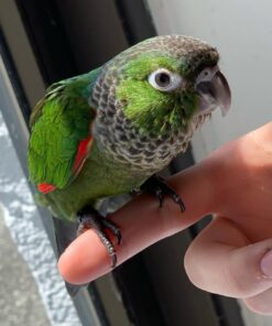 Buy Kai Parakeet | Lively & Affectionate Companion Bird