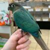 Buy Layla Green-Cheek Conure | Lively & Affectionate Bird