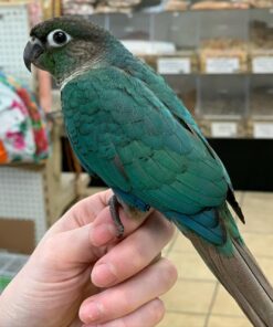 Buy Layla Green-Cheek Conure | Lively & Affectionate Bird