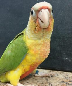 Buy Leo Our Pineapple Conure | Vibrant & Affectionate Bird