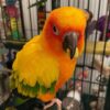 Buy Nemo the Sun Conure – Vibrant Companion Bird