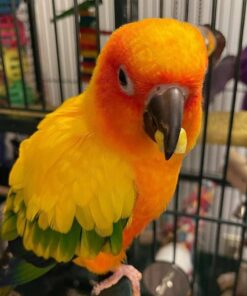 Buy Nemo the Sun Conure – Vibrant Companion Bird