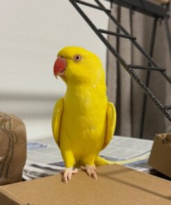 Alternative view of Annie