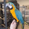 Buy Atlas Our Blue and Gold Macaw Parrot | Available
