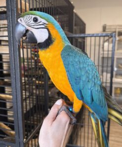 Buy Atlas Our Blue and Gold Macaw Parrot | Available