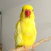 Buy Blake Our Yellow Indian Ringneck Parrot | Available