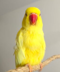 Buy Blake Our Yellow Indian Ringneck Parrot | Available