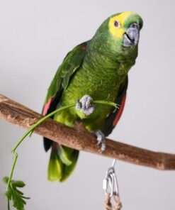 Alternative view of Brian