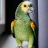 Buy Charlie Our Amazon Green & Yellow Parrot | Available