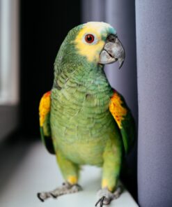Buy Charlie Our Amazon Green & Yellow Parrot | Available