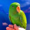 Buy Coco Our Eclectus Green Parrot | Available Today