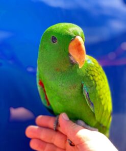 Buy Coco Our Eclectus Green Parrot | Available Today
